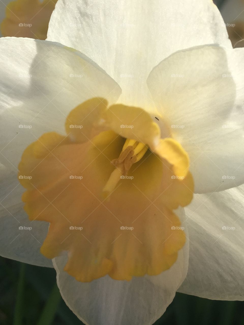 Close up of a pretty flower 