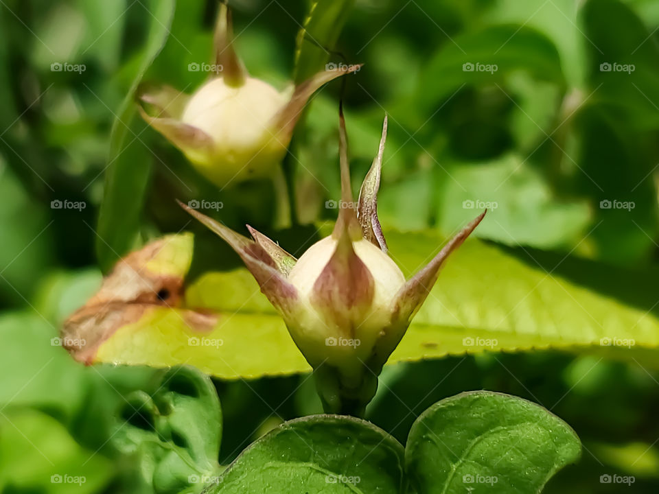 The magical design of nature on earth. Wild morning glory flower seed buds.