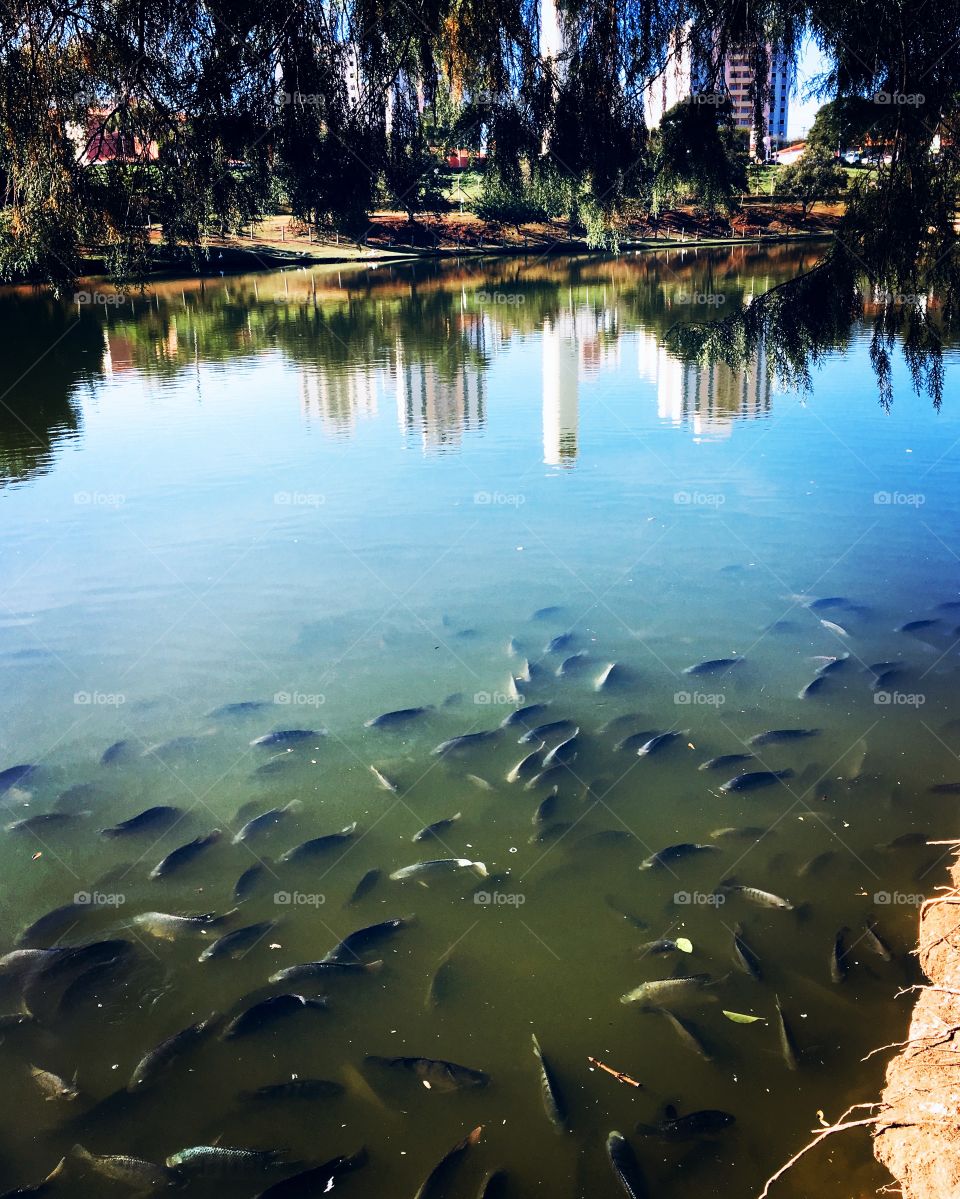 ‪🎣 Acho que o Parque Botânico do Parque Eloy Chaves está com uma quantidade de peixes, digamos, “convidativa para pesca”!‬
‪🐟 ‬
‪#natureza #peixes #pescaria #fotografia #lago #Jundiaí‬