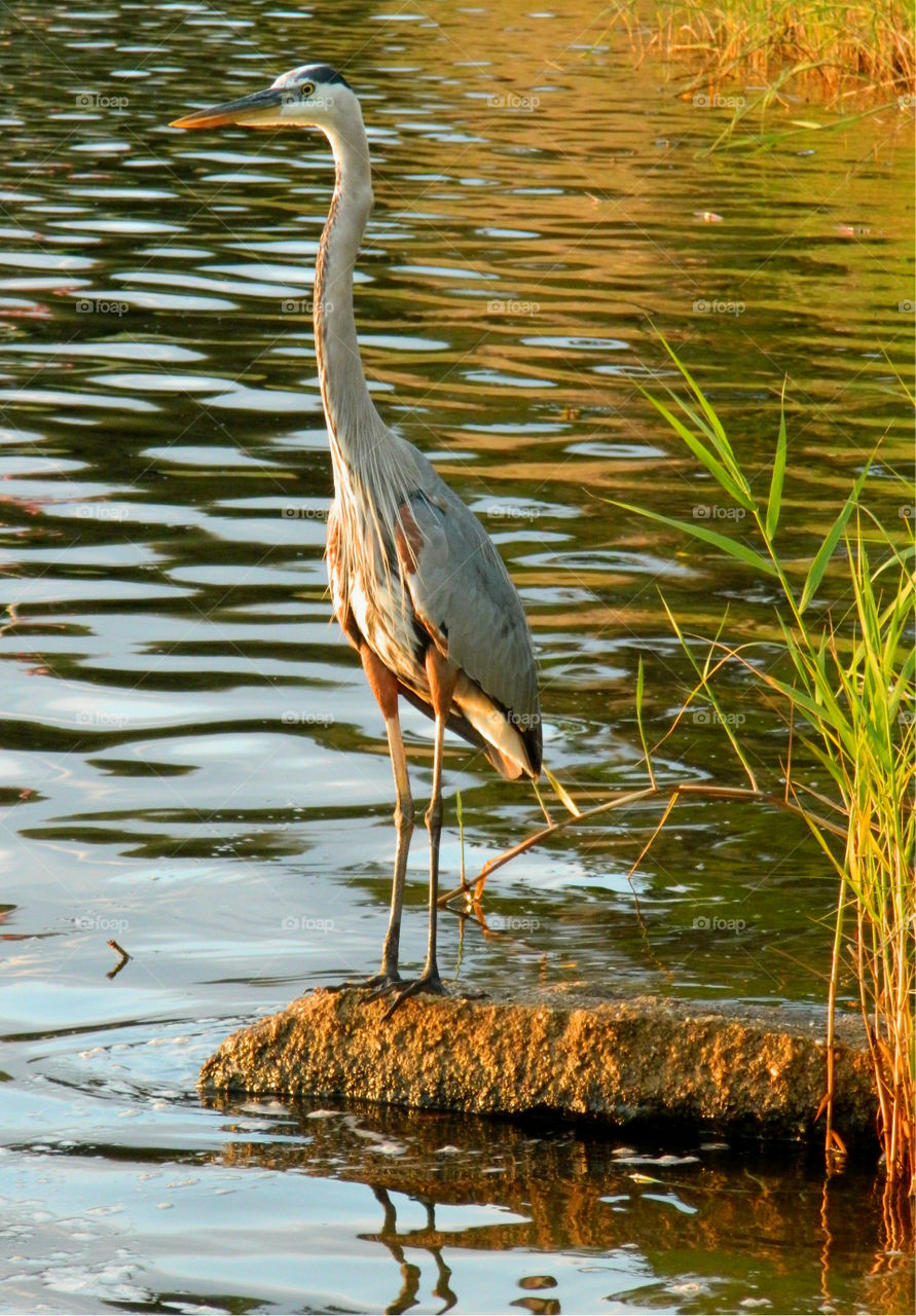 Blue Heron being attentive to his surroundings! Water, Water, everywhere! I just happen to be fortunate enough to live in a state that has approximately 12,000 square miles of beautiful, refreshing, colorful oceans, rivers, lakes, ponds and swamps!