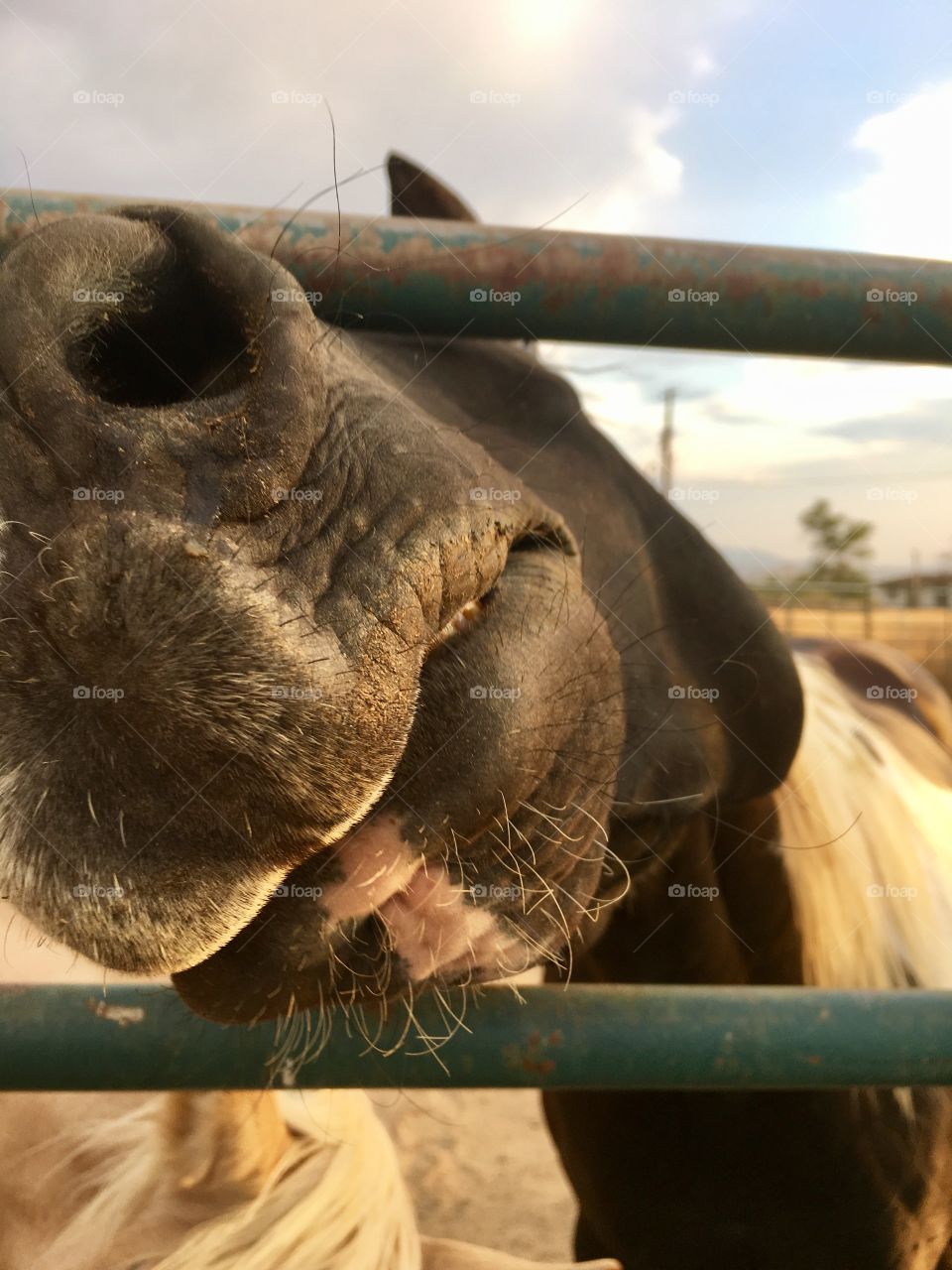 Closeup funny shot horse with nose through fence 