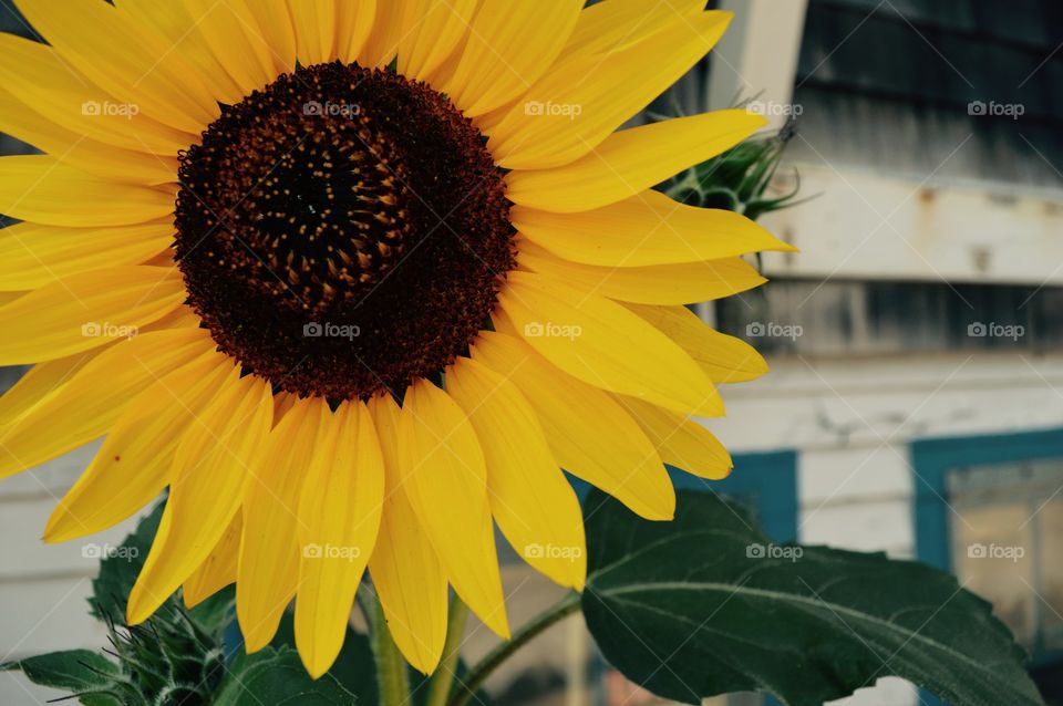 Yellow sunflower blooming outdoors