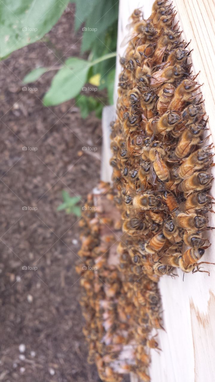 Honeybees bearding on outside of Warre hive.
