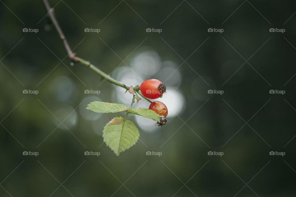 Close-up of rose hip on branch