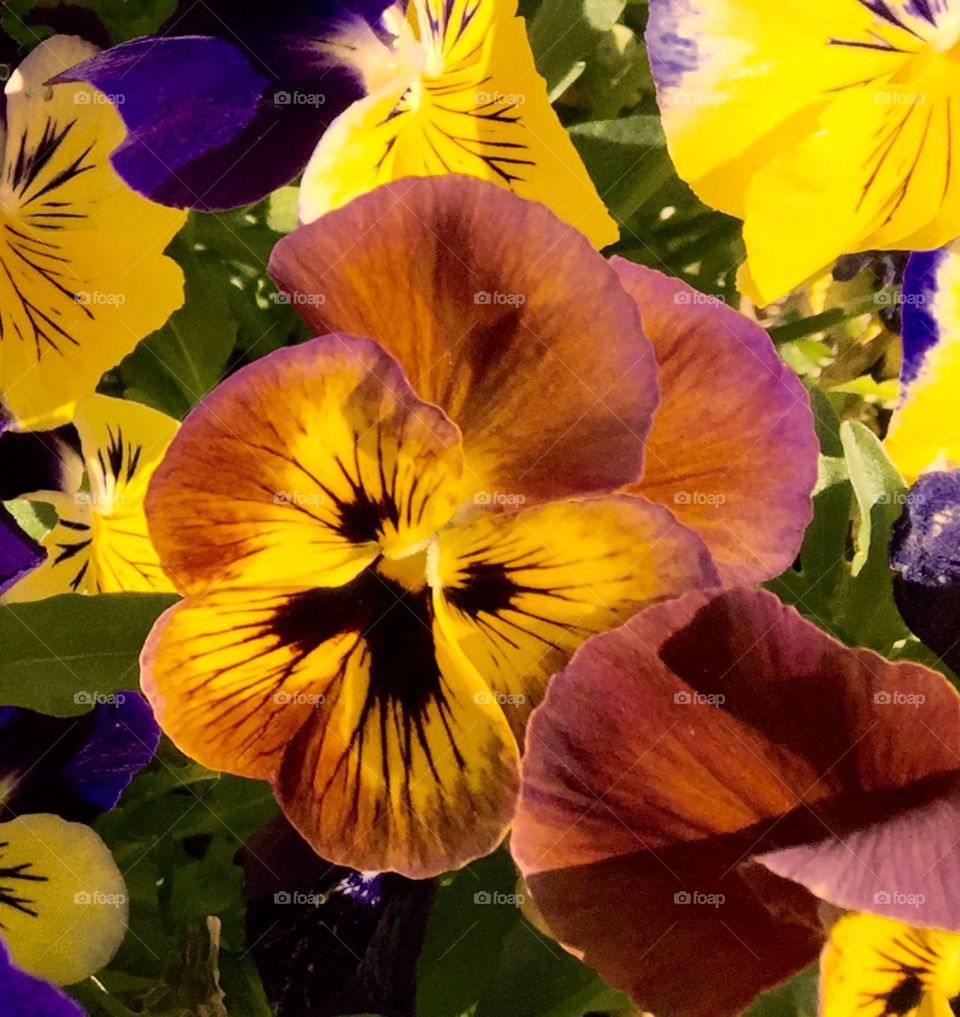 Lone Pansy