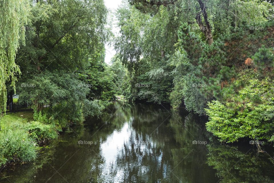 forest water location view