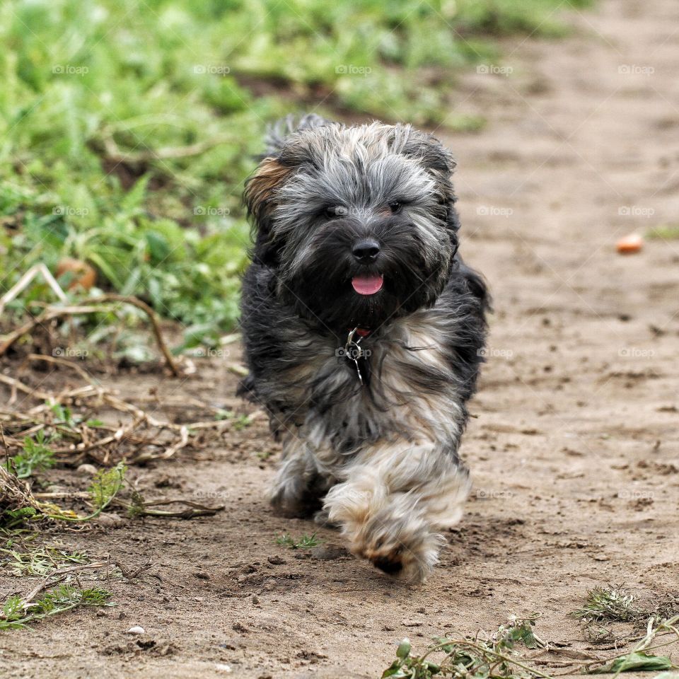 A small furry, puppy running through a farmer's field with a happy look and smile on his face.