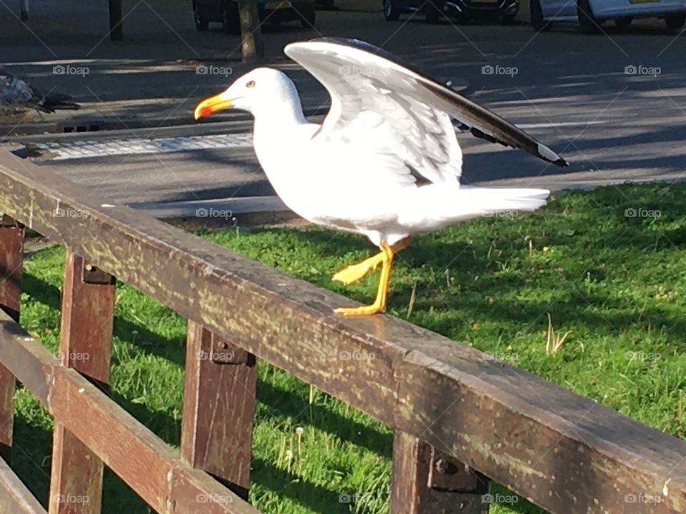 Animal in the wild a seagull