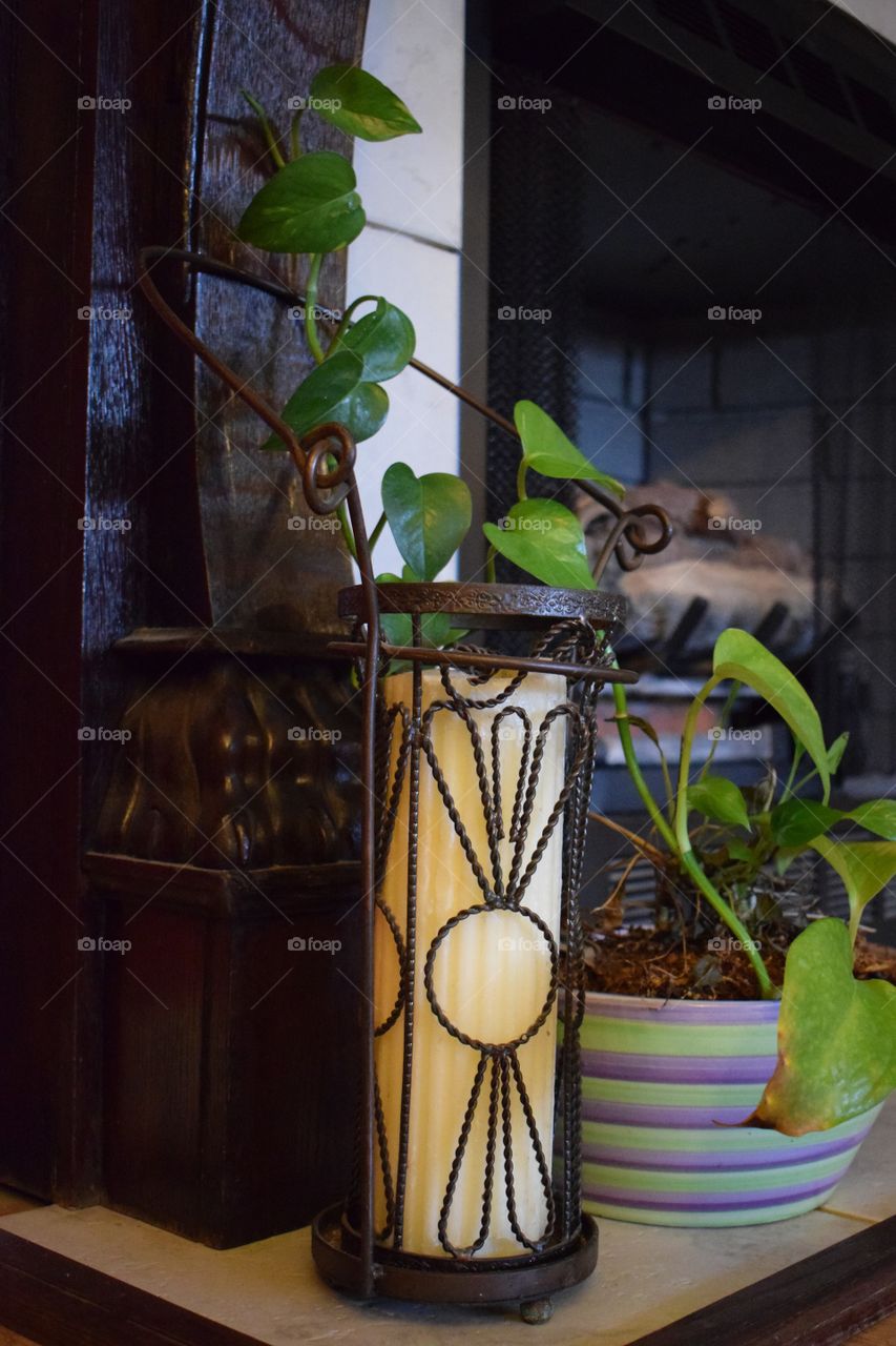 household Vine plant