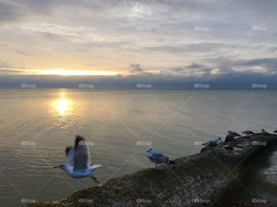 Seagulls of the coastline 