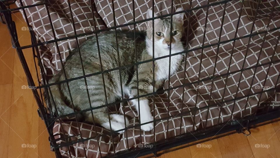 Cat Laying on pet pillow in Open Cage