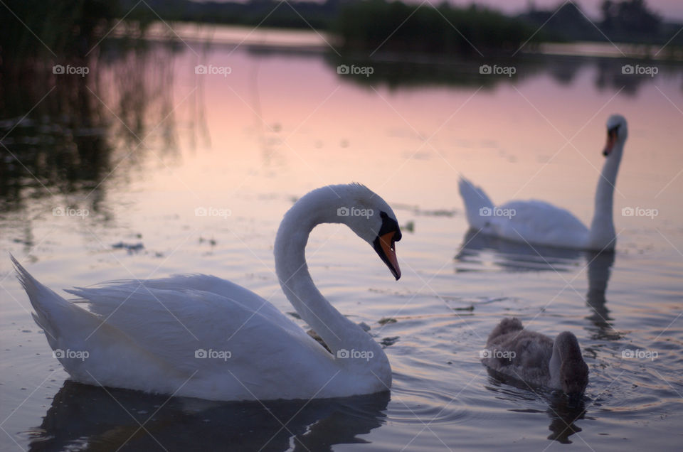 white sunset birds lake by deemar