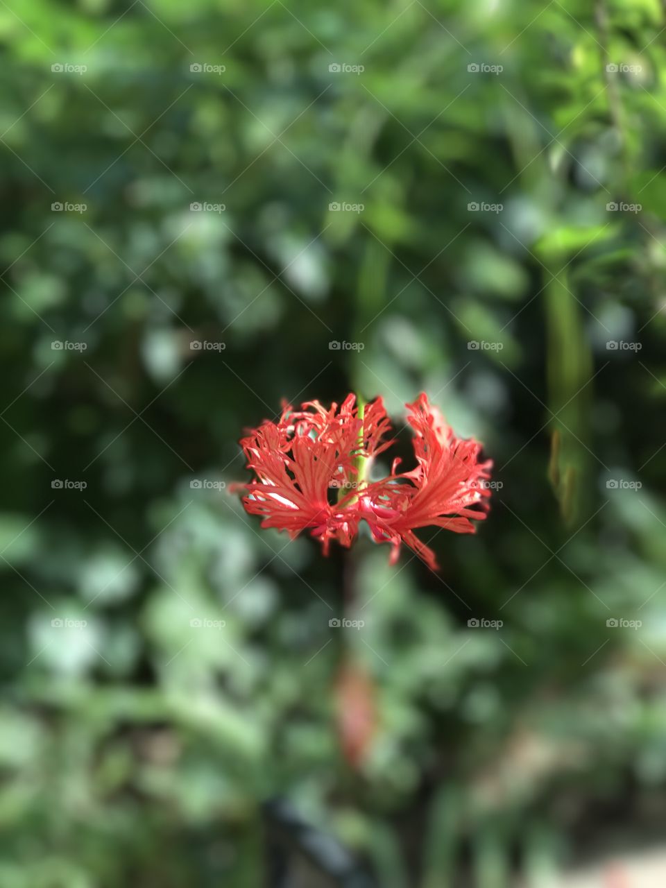 Flowers in focus