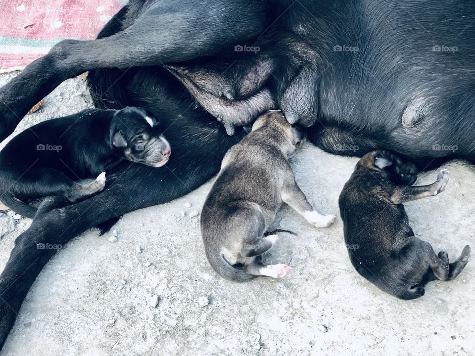 New Born Pups
