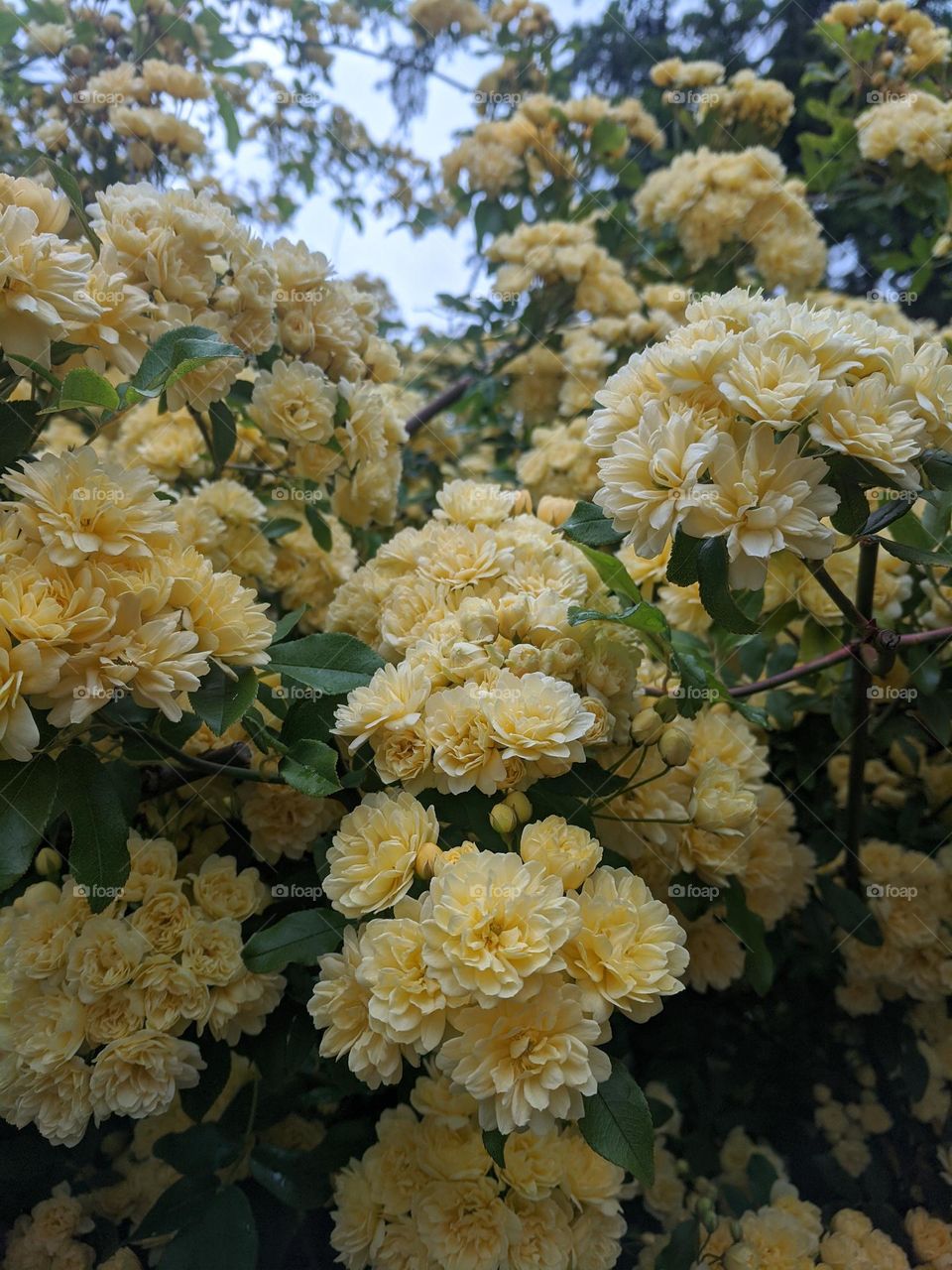 Top view of beautiful blooming flowers close up.  Yellow flowers in garden