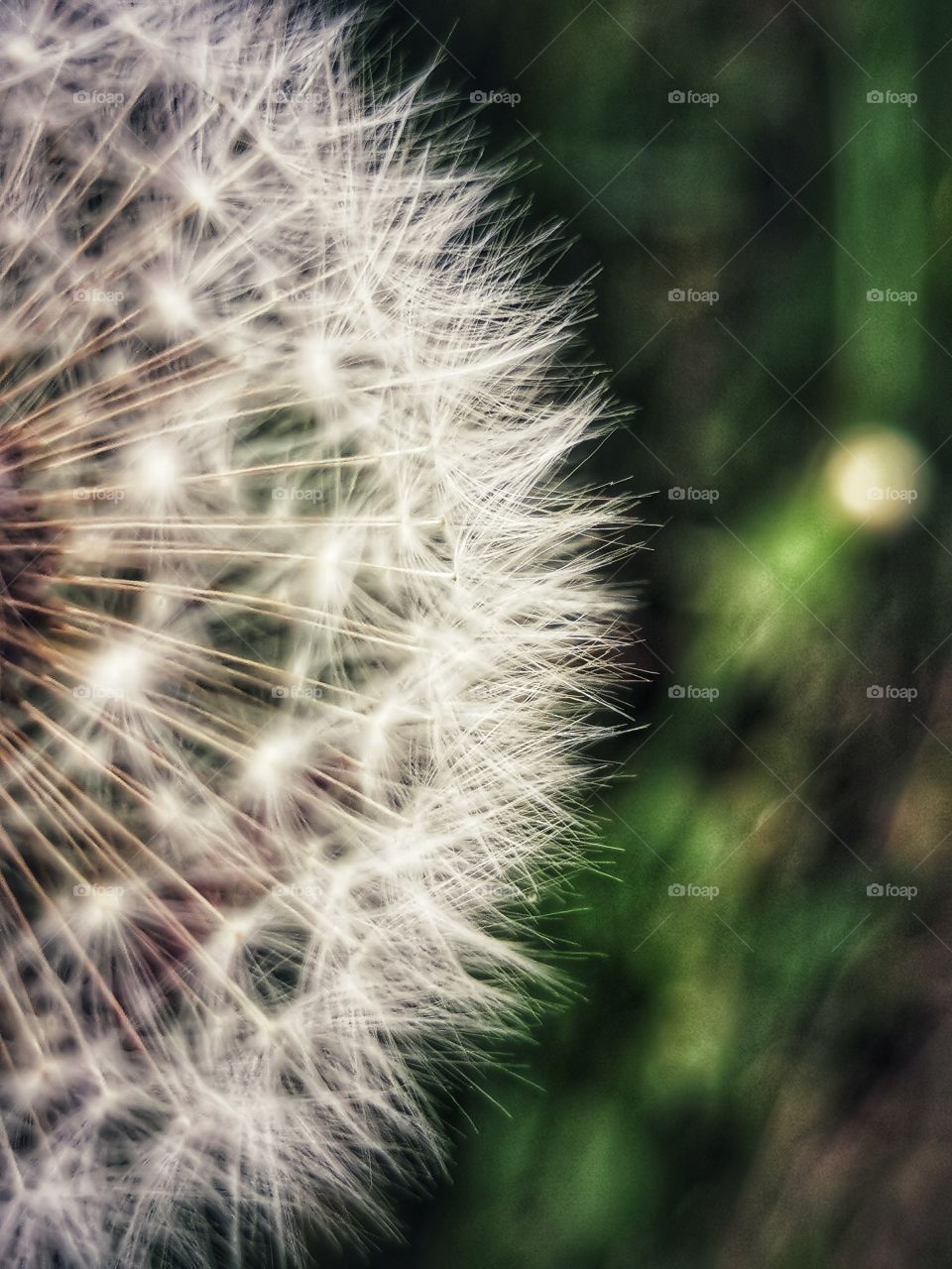 Macro plant flower beauty nature construction design decor view outside outdoor day part details fluffy capture bunch Flow b&w Black White construction design decor view field green grow grass