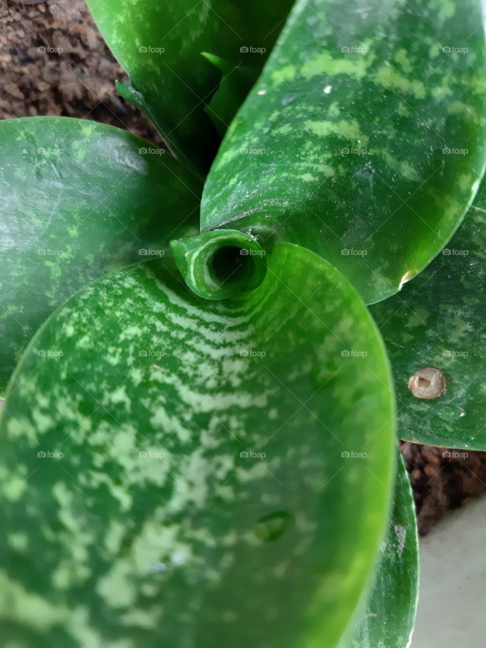 a close up photo of texture of aglaonema leaves. It is commonly used as a decorative plant in Indonesia.