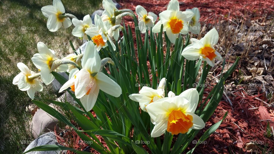 Bursting Yellow. Daffodils in shades of yellow