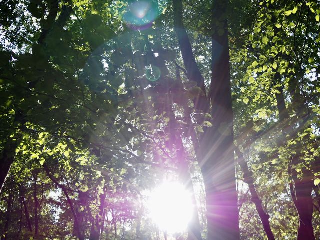 Wooden sun