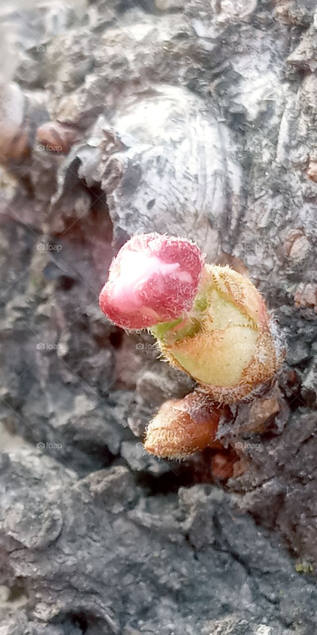 A new life that grows at the cherry blossoms trunk.