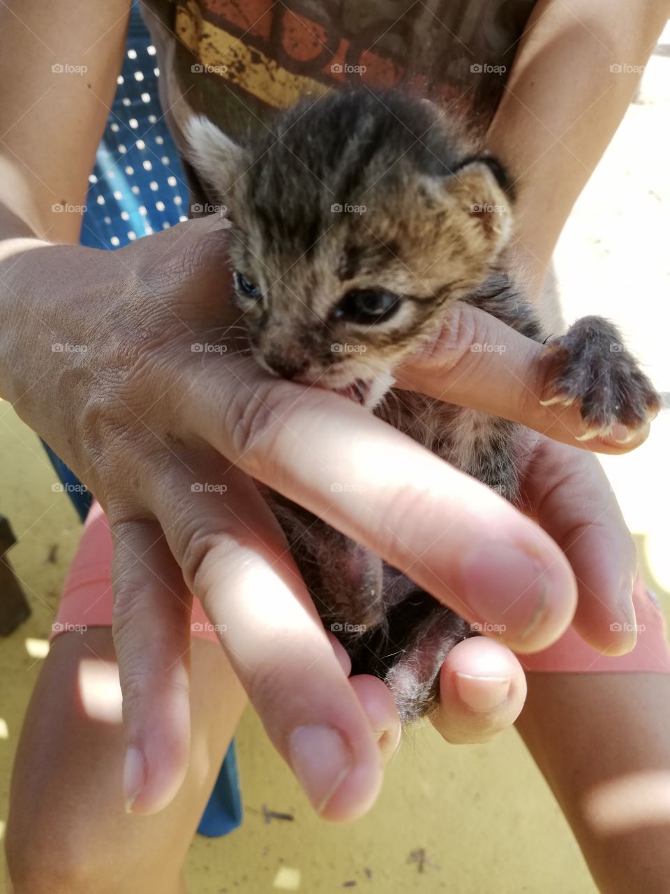 Kitty in hands