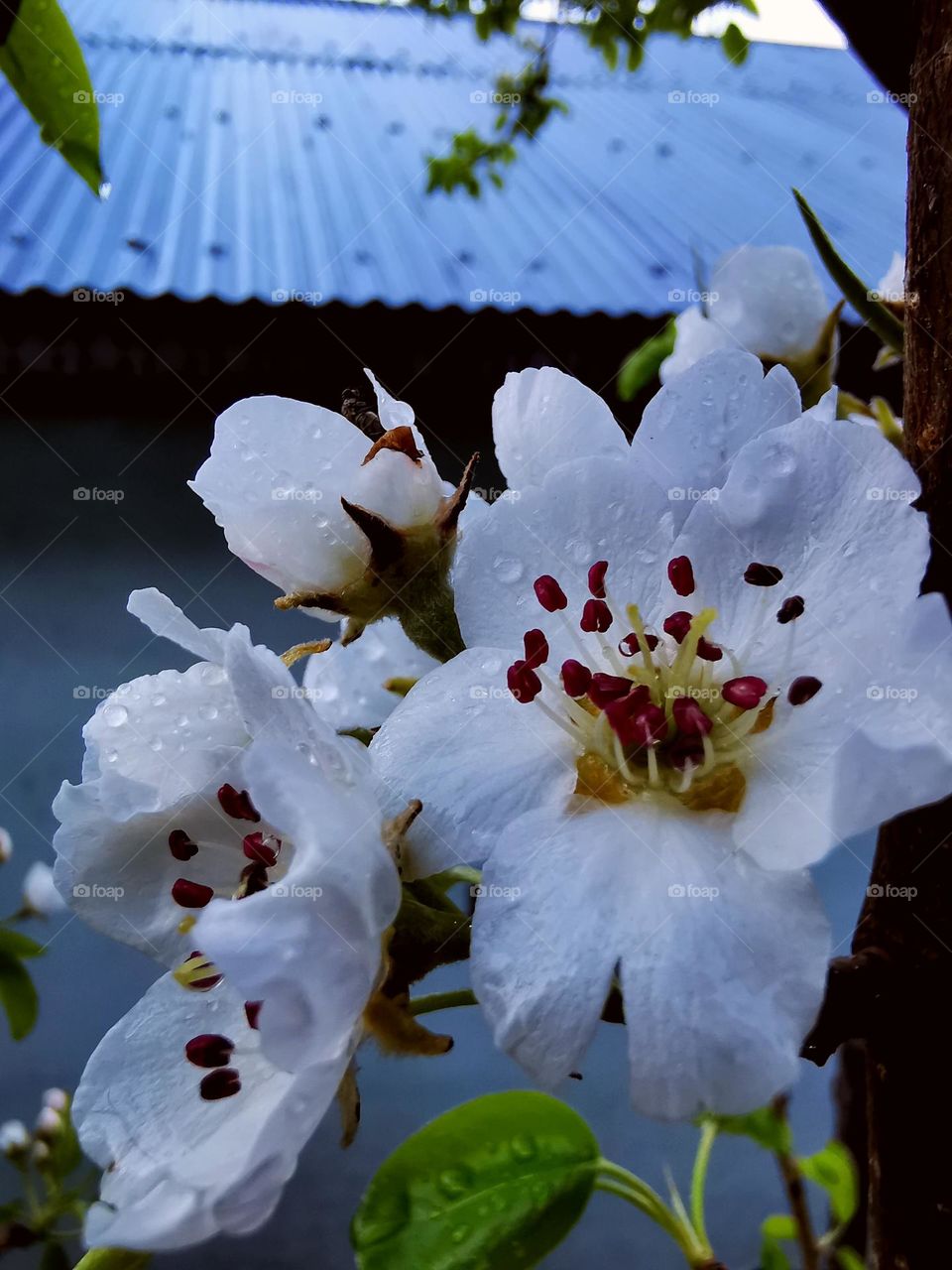 Nature's perfectly crafted