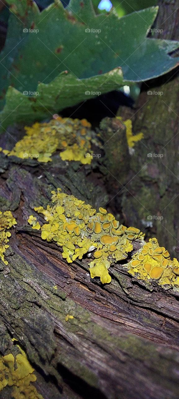 lichen on the tree