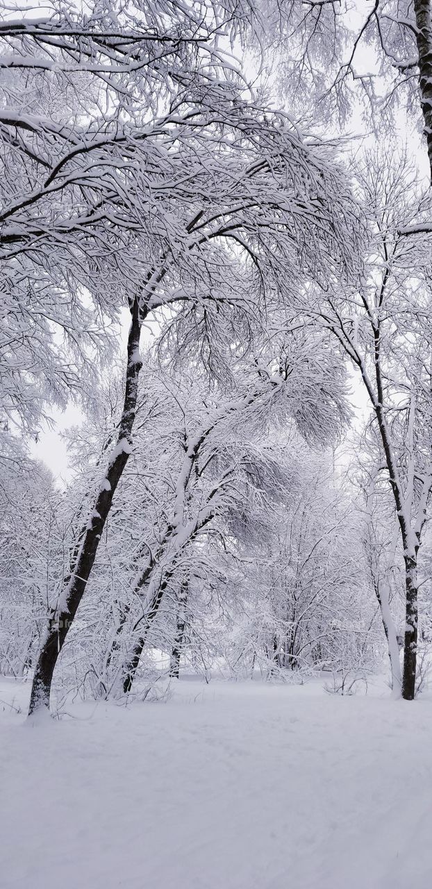Tree branches in the forest after a snowfall are covered with white fluffy snow