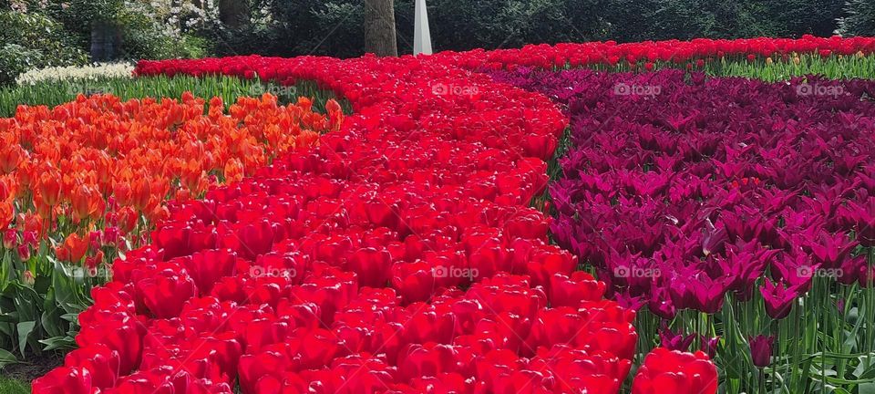 Beautiful red flowers