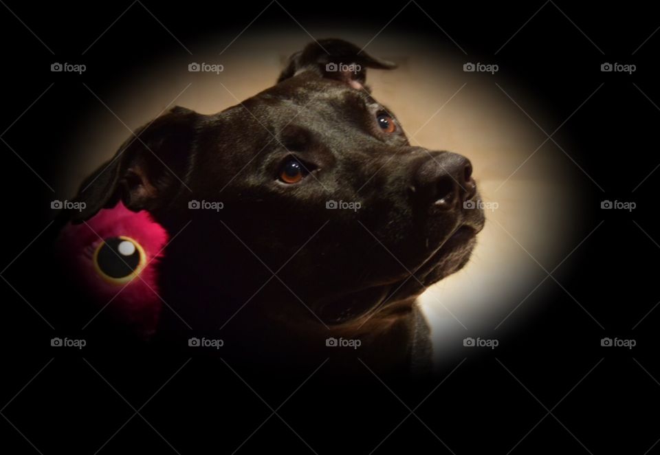 Portrait of a black American Staffordshire Terrier Mix