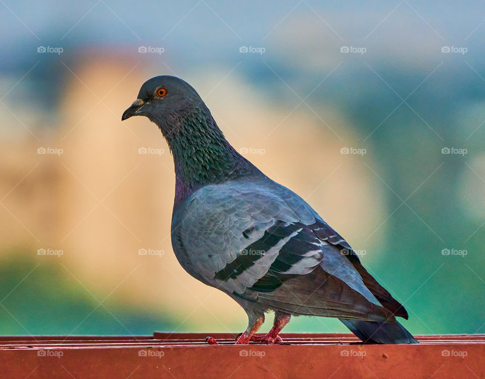 Bird Photography - Dove - scouting environment