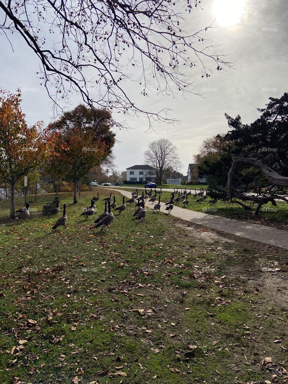 A gaggle of Canada geese march in an orderly fashion across the grass and sidewalk in Spring Lake, NJ. They all left the lake at once and walked toward the street. Luckily, they all made it safely across.