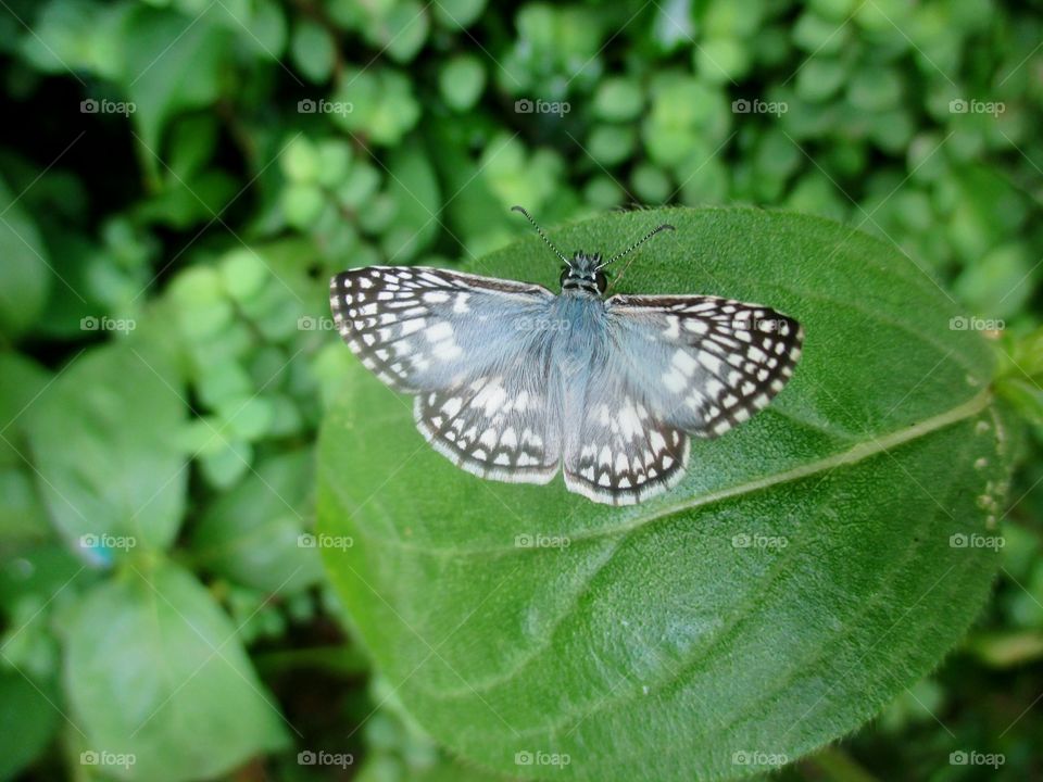 Orcus chequered skipper butterfly