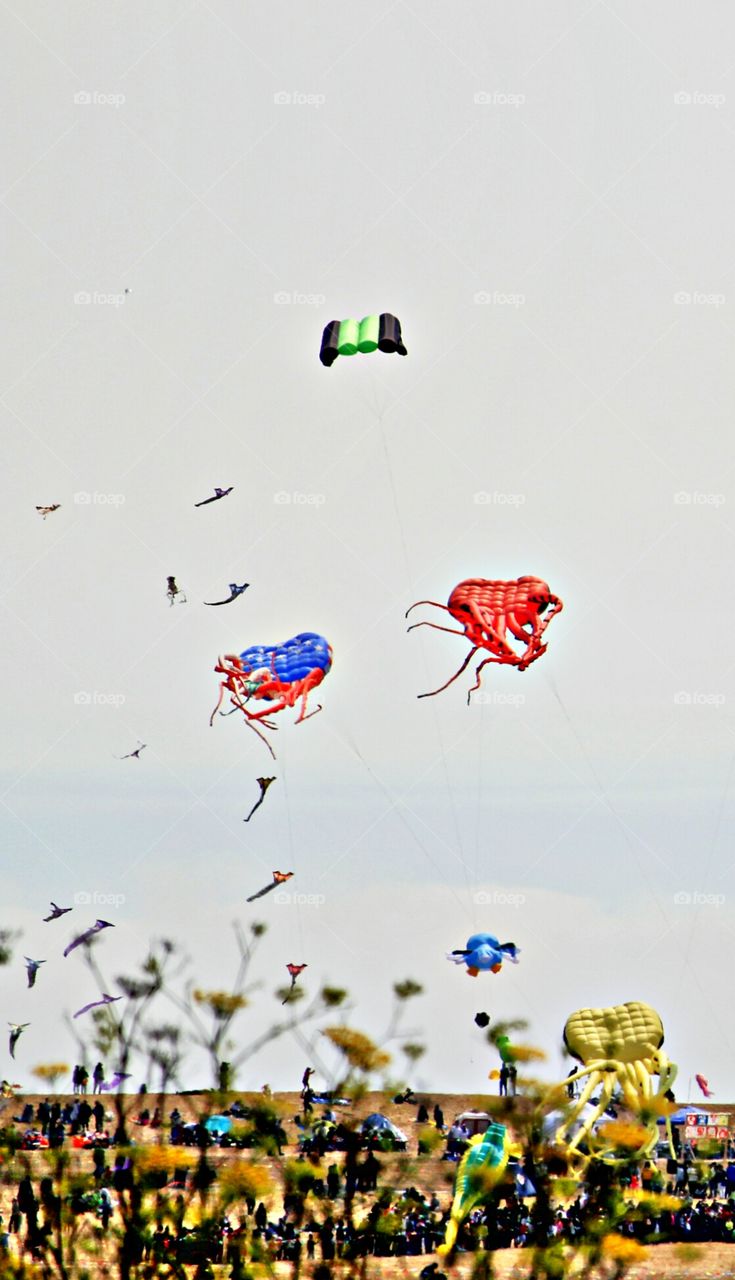 Kite Festival