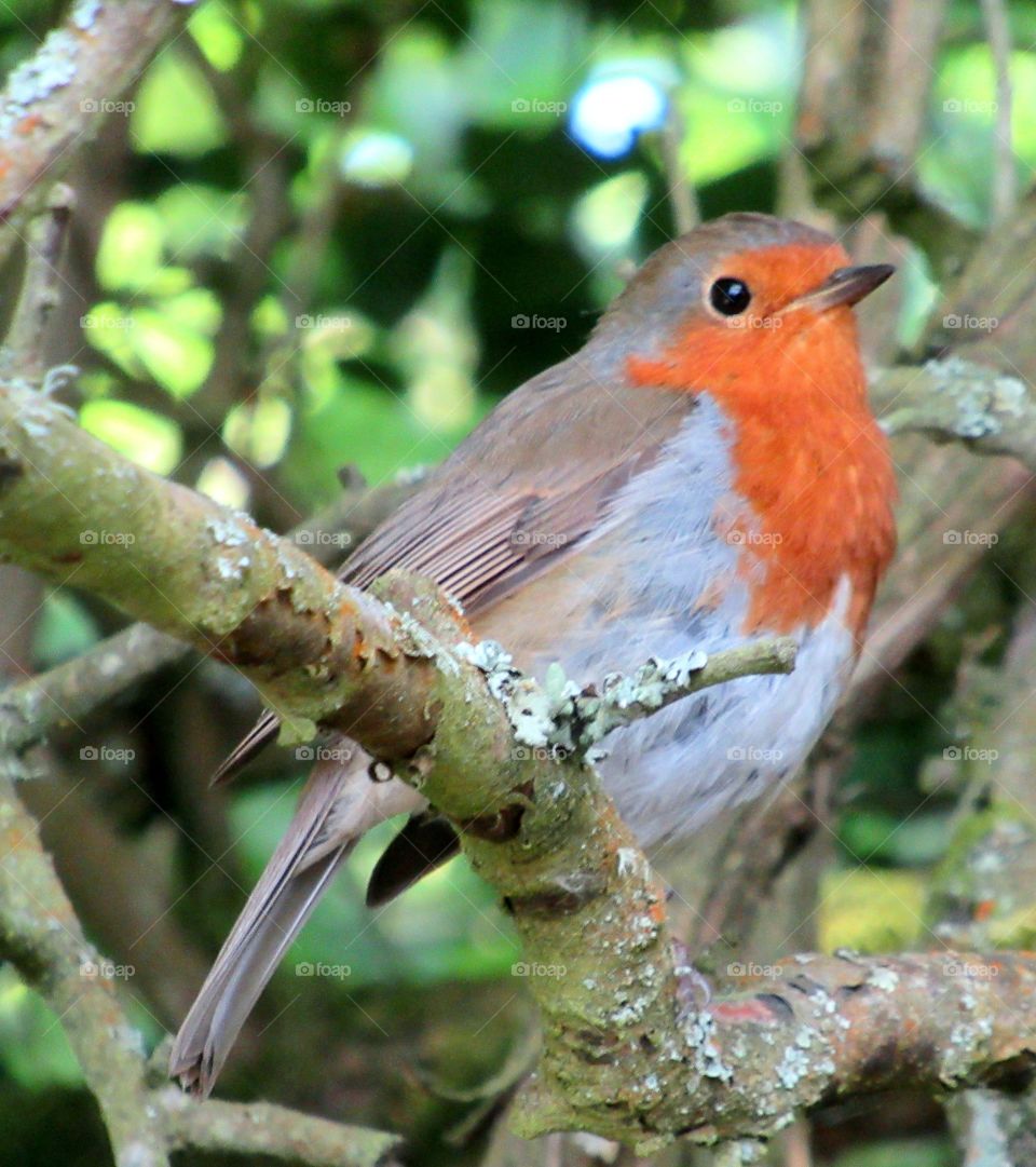 Robin perched in a tree