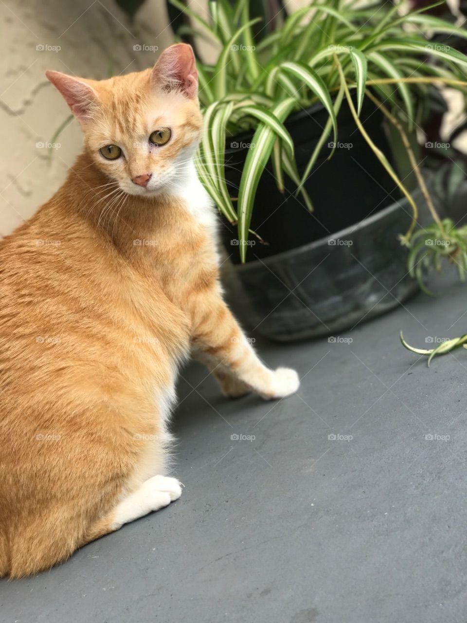 A beautiful orange cat 