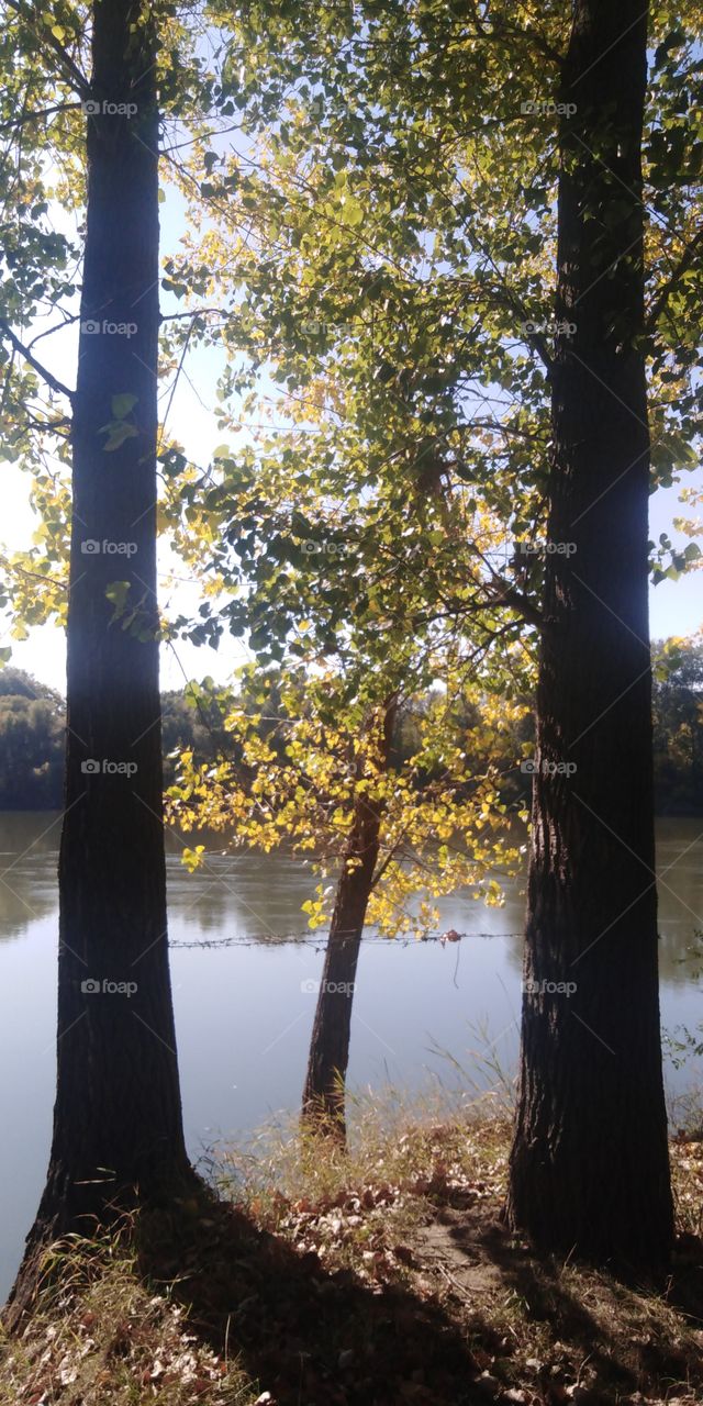 Three trees by the river.