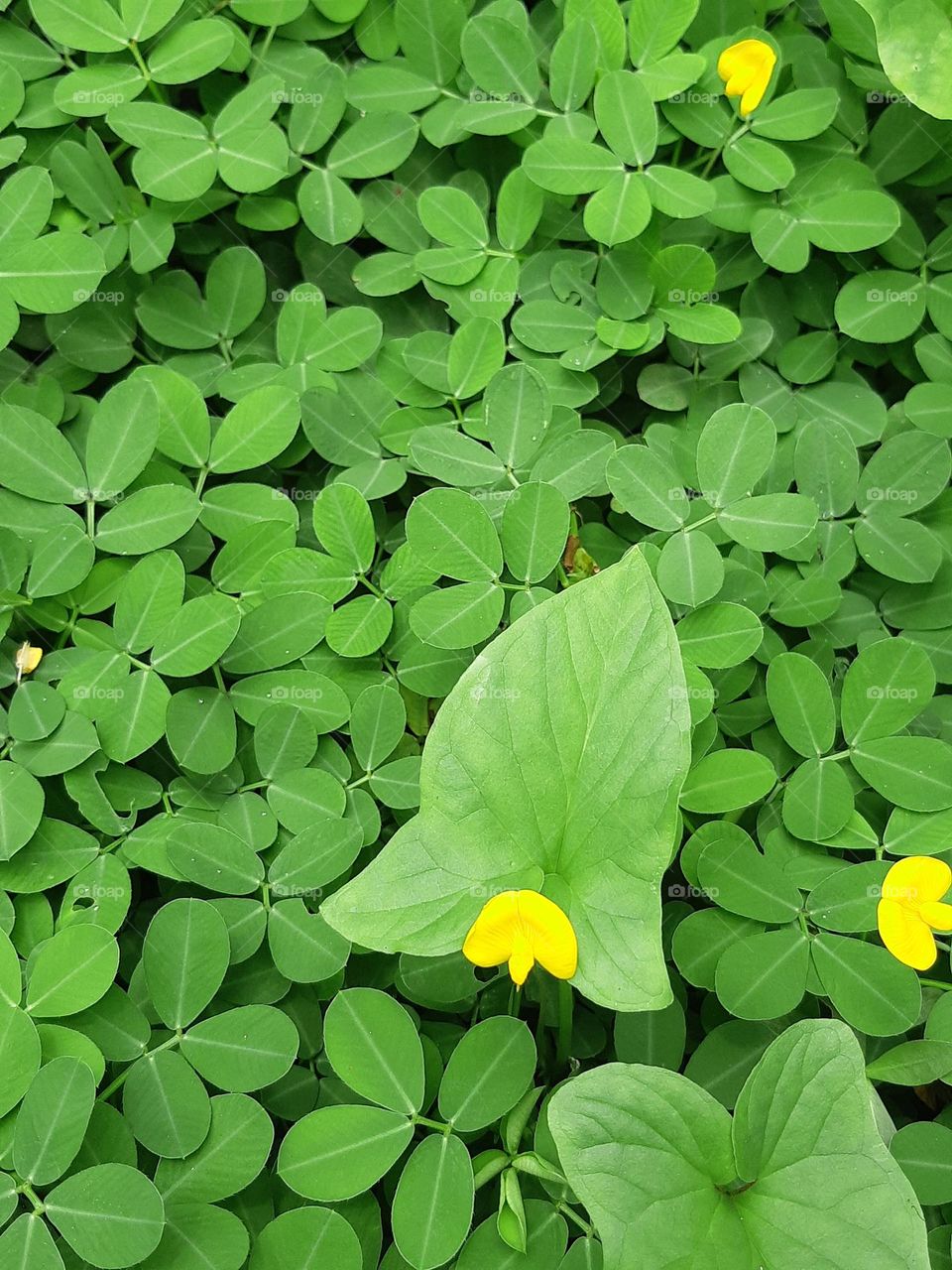 Close up of Arachis pintoi in the garden with natural background. Top view