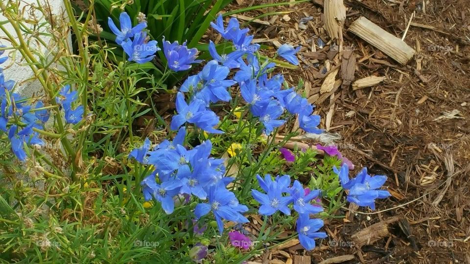 Pretty flowers at mom's place