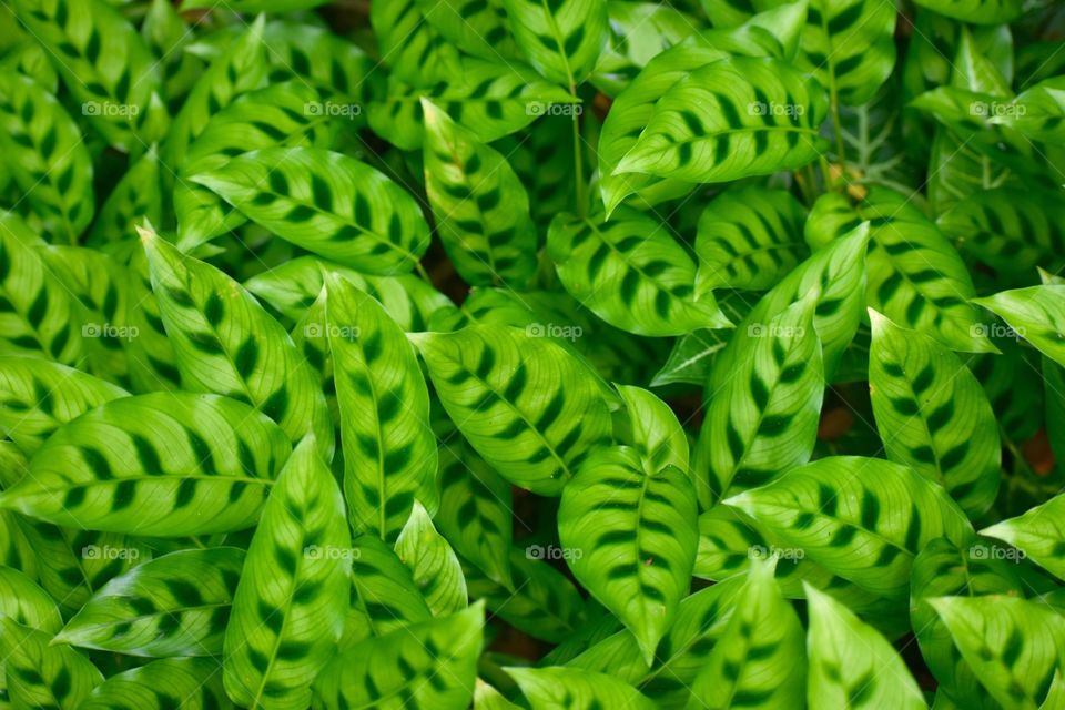 Many green leaves