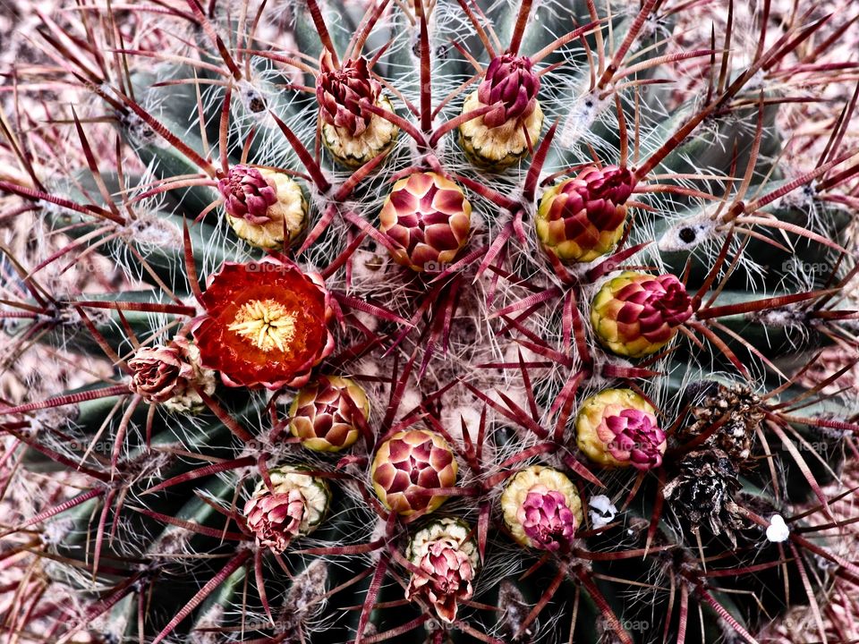 Flowering cactus 