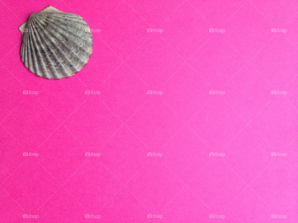View of seashell