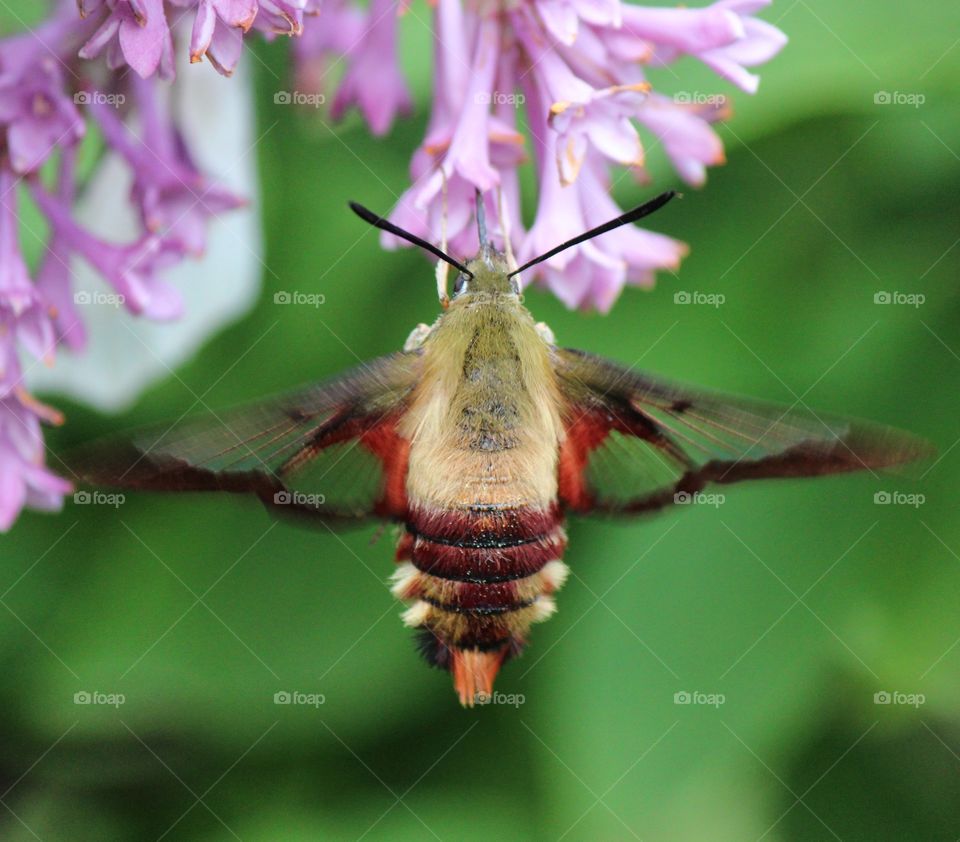 Hawk wing hummingbird moth enjoying the fragrant lilacs.