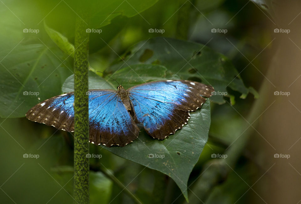 Blue Morpho butterfly 