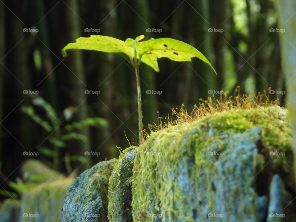 live borning in the live