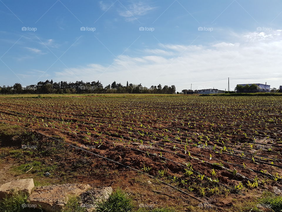 Agricultural fields