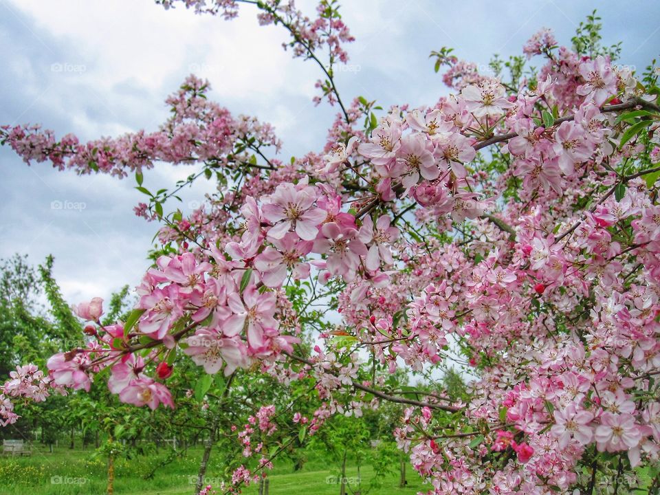 Beautiful pink blossom