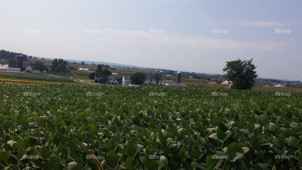 Farm. Corn and tabacco