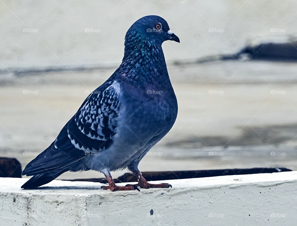 Bird Photography - Dove - beautifull color