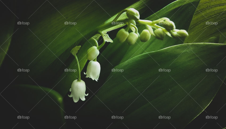 Sweet smelling Lily of the valley.